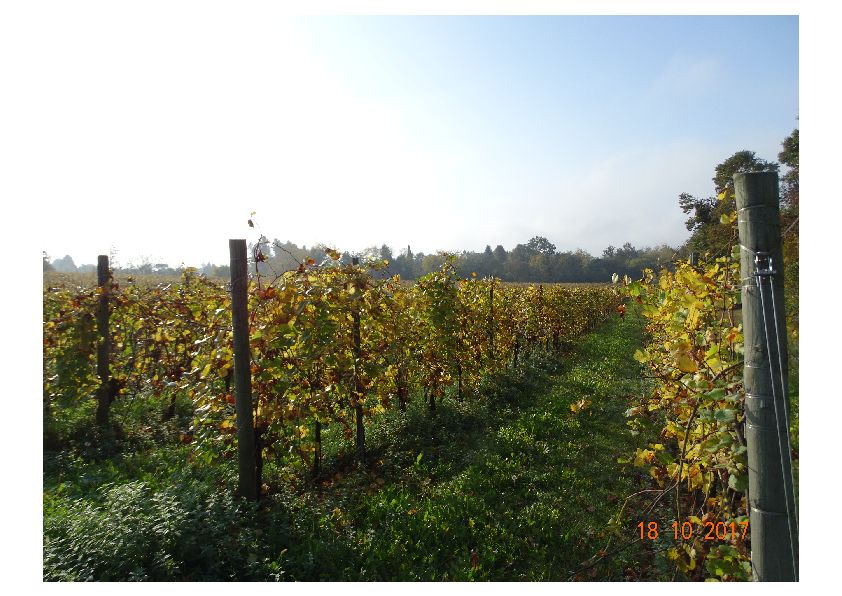 Terreni siti in comune di Tricesimo. Tipologia: Area Urbana, Vigneti, Bosco, Seminativo, Seminativo arborato, Prato.