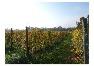 Terreni siti in comune di Tricesimo. Tipologia: Area Urbana, Vigneti, Bosco, Seminativo, Seminativo arborato, Prato.