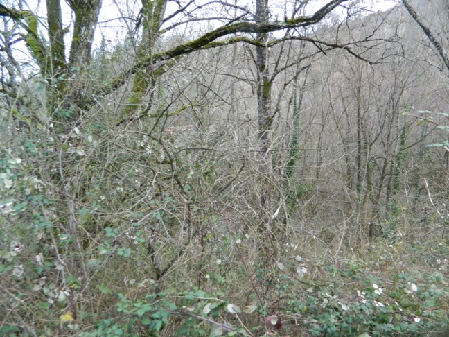 Fall. 78/2014 - Tribunale di Arezzo: Terreni agricoli siti in Ortignano Raggiolo (AR)  ed identificati catastalmente come segue : Foglio di mappa n. 17 part. 143, con qualità Bosco Misto di Classe 2, superficie1.090 mq; Foglio di mappa n. 17 part. 144 , con qualità Seminativo di Classe 5, superficie 1.200,00 mq,Terreni agricoli siti in Poppi (AR) ed identificati catastalmente come segue: Foglio di mappa n. 95 part. 244, con qualità Bosco Misto di Classe 3, superficie 440,00 mq,Foglio di mappa n. 95 part. 245, con qualità Seminativo Arborato di Classe 3, superficie 800,00