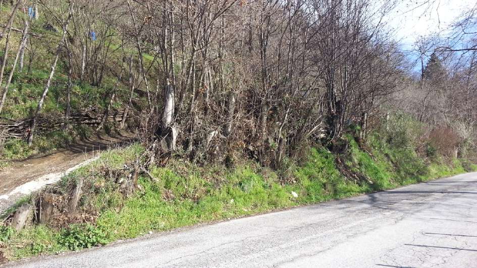 Terreno sito nel comune di Mercogliano (AV), in località
"Caputi" o "Pretole", lungo le pendici del Monte Partenio, con
accesso dalla S.S. 374 tramite una breve rampa sterrata, mq 17.168 avente natura di bosco ceduo, con giacitura dell'insieme a forte pendenza, con una riduzione della stessa nella parte più prossima alla Strada Statale, dove si individuano alcuni terrazzamenti che rendono maggiormente fruibili le superfici; confinante particelle 923, 895, 897, strada statale, 1028, 55 e 54, salvo altri
